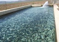 تحقق اقتصاد مقاومتی با پرورش ماهی سردآبی/ اشتغالزایی برای 8نفر دستاورد کارآفرین زاهدانی