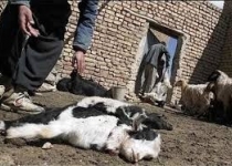 کشف بزرگترین قاچاق دام به کشور/ بیش از 3 هزار دام تلف شدند