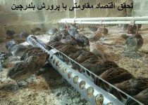 نگاه حمایتی بسیج سازندگی به تولیدکنندگان اقتصاد مقاومتی/ اشتغالزایی سه خانوار با پرورش بلدرچین در زاهدان