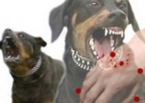 فوت 7 شهروند سیستانی بر اثر بیماری هاری/ نزدیک به 2 هزار حیوان گزیدگی در پنج ماه