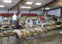 پوست سیستان وبلوچستان راهی تبریز می شود