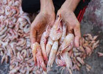 مرگ دست جمعی میگوها در چابهار/ شایعه شیوع بیماری لکه سفید صحت ندارد