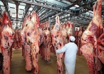 سیستان و بلوچستان در تب‌وتاب کریمه کنگو/ شناسایی پنج مورد مشکوک