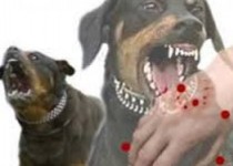 مرگ 4 شهروند بر اثر هاری/ معاون بهداشتی زابل: سالانه 1500 نفر دچار حیوان گزیدگی می شوند