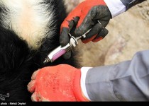 بروز بیماری "تب برفکی" در سیستان و بلوچستان کاهش یافت