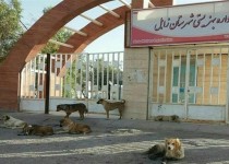 دانش‌آموزان سیستانی با ترس مواجهه با "سگ‌های هار ولگرد" به مدرسه می‌روند