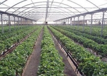 سطح زیرکشت گلخانه‌های سراوان ۳۶ هکتار است