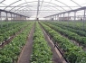 سطح زیرکشت گلخانه‌های سراوان ۳۶ هکتار است