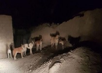 درس خواندن با چاشنی ترس و وحشت/حمله سگ های ولگرد به یک دانش آموز سیستانی