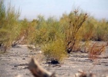 کمبود اعتبار مانعی بر سر راه حفاظت موثر از عرصه های منابع ملی