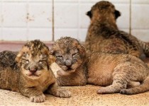 محموله غیرمجاز ۴ توله شیر توسط محیط‌بانان سیستان و بلوچستان کشف شد