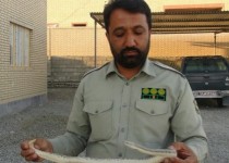 صیادان متخلّف دستگیر شدند/ نجات مارهای کمیاب از چنگال شکارچیان غیرمجاز+تصاویر