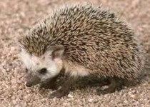 حیوانات وحشی بلای جان دام های روستاییان خاشی/ عشایر بهترین پاسداران و محافظان محیط زیست و منابع طبیعی هستند