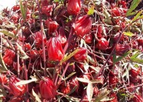 برداشت اولین محصول چای ترش از مزارع دهستان ریگ ملک