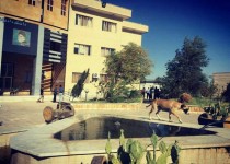 سگ های ولگرد مهمان دانشجویان سیستانی/سایه سنگین محرمیت در دانشگاه های جنوب شرق