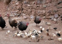 نبض بهداشت در زاهدان کند می زند/ فروش آزادانه بوقلمون و فلافل در خیابان!