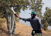 کمبود نیرو عرصه های منابع طبیعی را به خطر انداخته است/رفع مشکلات نیروی حفاظت با تامین اعتبار لازم محقق می شود