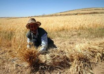 آیا واردات گندم آلوده بار دیگر استارت می خورد؟/ واردات 13 میلیارد تومان گندم در 11 ماه