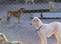 فعالیت۷۰۰ مرکز درمانی در بخش بیماری های مشترک انسان و دام در کشور/ فوت 8 شهروند سیستانی به علت بیماری هاری