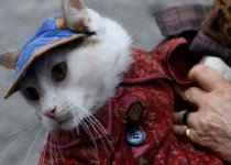 ترویج فرهنگ "سگ و گربه بازی" با فعالیت آزادانه پت شاپ ها/ حیواناتی که جای فرزندان را می گیرند!