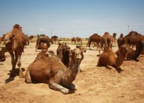 خشکسالی قطب پرورش شتر کشور را تهدید می کند/ چه کسی خسارت مردم را می‌دهد؟