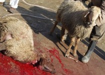 ذبح غیربهداشتی دام تهدیدی علیه سلامت شهروندان/ضرب الاجل 48ساعته دادستان به خاطیان