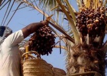 لطمه به اقتصاد خرماداران با روش فروش فله ای/ توسعه صنایع تبدیلی خرما مدنظر قرار گیرد