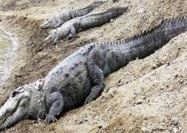 زندگی تمساح پوزه کوتاه ایرانی در معرض نابودی/خشکسالی دامن 12 حلقه چاه آب آشامیدنی سرباز را گرفت