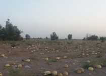 تاراج سفره های آب زیرزمینی جنوب شرق با کاشت بی رویه هندوانه/ از حفر چاه های غیرمجاز برای کشاورزی تا اجاره زمین های زراعی به کشاورزان اصفهانی!