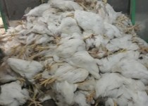 تلف شدن 8 هزار مرغ در تنها مرغداری هیرمند/ بی آبی و بی برقی عامل اصلی فاجعه