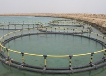 اشتغالزایی برای29 هزار نفر با بهره گیری از ظرفیت پرورش ماهی در قفس/مدیرکل شیلات: نظام دامپزشکی از تخصیص اعتبار جلوگیری می‌کند