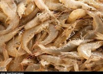 ۳۹۵ تن میگو از چابهار صادر شد