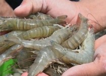 هزار و 500 تن میگو در چابهار تولید شد