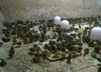 در آمد 200 میلیون ریالی از پشت بام یک خانه!‏‎ ‎ ‎