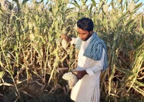 برداشت ذرت خوشه ای در شهرستان مرزی میرجاوه آغاز شد