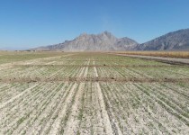 کشت مکانیزه گندم در سطح 5هزار هکتار از اراضی خاش