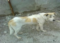 سگهای ولگرد آسایش را از ساکنان مهرشهر گرفتند/هاری در کمین مردم