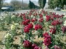 آمادگی شهرداری منطقه دو زاهدان برای استقبال از مسافران نوروزی/از کشت 60 هزار گلدان در میادین تا ‏نصب 12 المان در سطح شهر