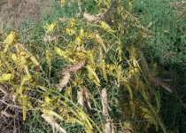 انجام عملیات مبارزه با ملخ صحرایی مهاجر در 135هزار هکتار از اراضی استان