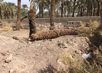 قدیمی ترین درخت منطقه سیستان بر زمین افتاد