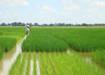 اشتغالزایی برای هشت هزار و ۸۰۰ نفر در بخش کشاورزی استان/سیستان و بلوچستان مهد کشت محصولات زراعی و باغی است