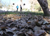 گزارش تصویری/ نقاشی رنگ ها در آخرین روز پاییز