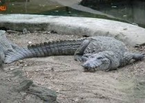 ۱۰ نکته درباره گاندو