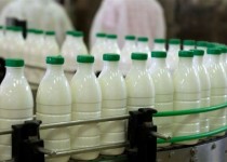 وجود سم «آفلاتوکسین» در شیر، از شایعه تا واقعیت