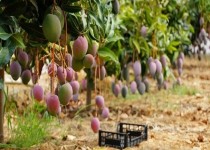 آغاز برداشت انبه زودرس در چابهار/صادرات سالیانه۱۲هزار تن شاه میوه استوایی به بازار های داخلی و خارجی