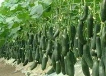 برداشت محصول از گلخانه‌های سیب و سوران