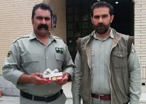 ‍ دستگیری متخلف زنده گیری و حمل دو بهله جوجه دلیجه در سیستان و بلوچستان