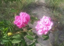 آغاز برداشت گل محمدی در نقطه ی صفر مرزی