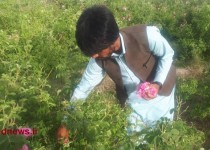 برداشت گل محمدی در روستای سیاه جنگل