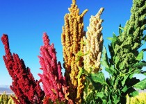 کاشت موفق محصولی مقوی و کم هزینه در سیستان و بلوچستان/کینوا غذایی شگفت انگیز برای بیماران دیابتی و سیلیاکی است